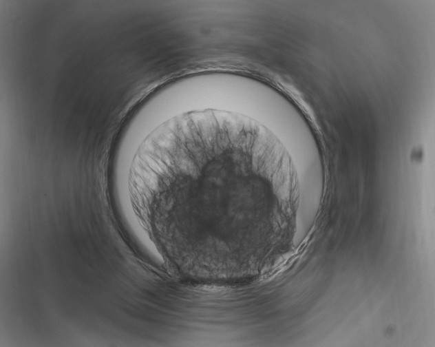 X0000116280154201001111043