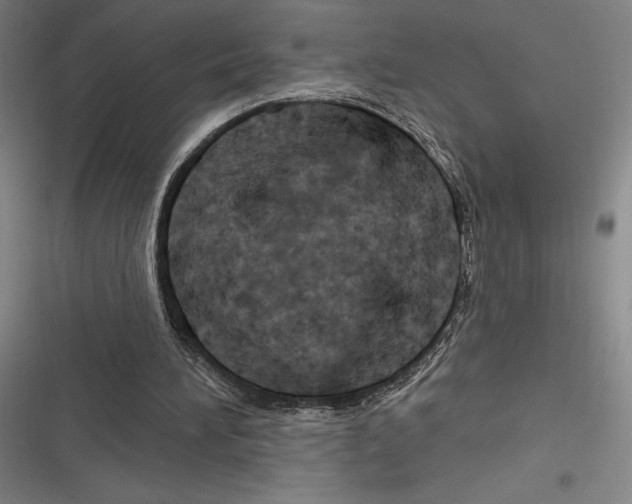 X0000116280196201001111042