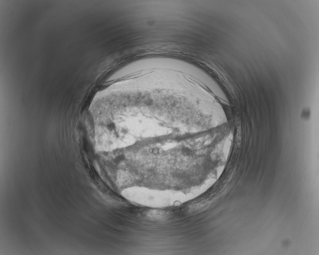 X0000116280261201001111042