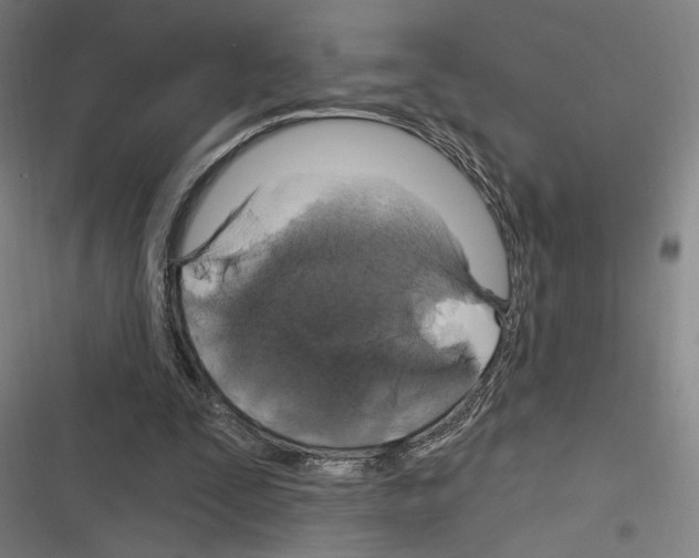 X0000116280295201001111041