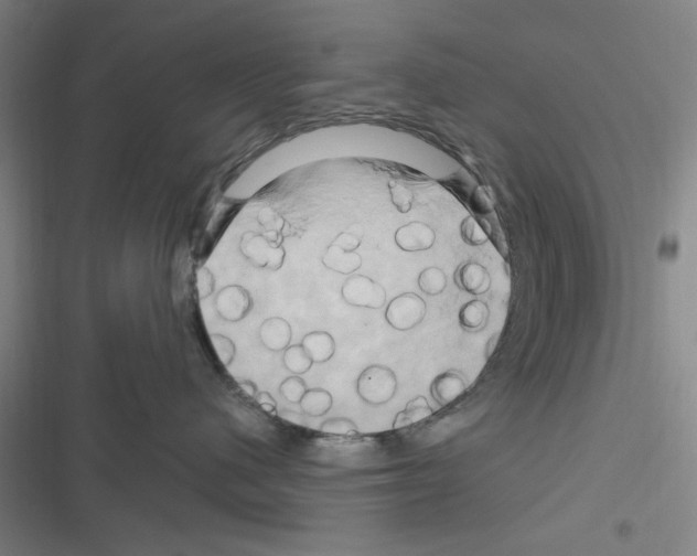 X0000116280480201001111039