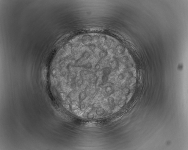 X0000116280550201001111037