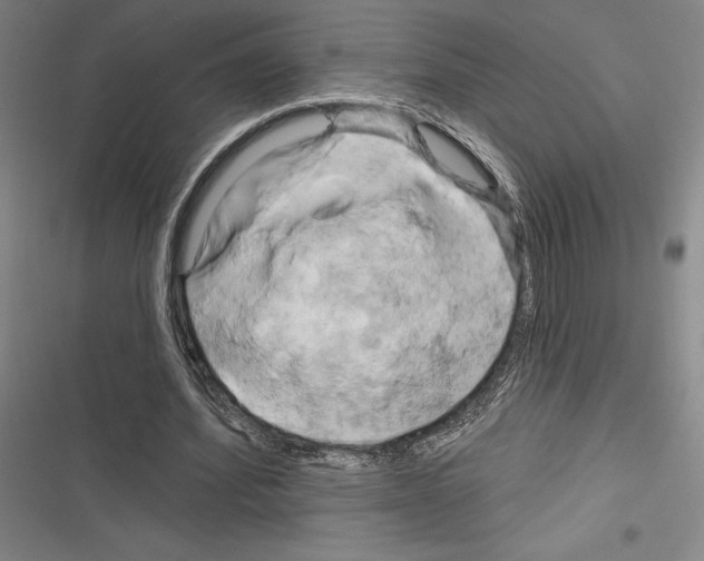 X0000116280580201001111037