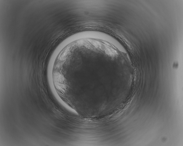 X0000116280597201001111037