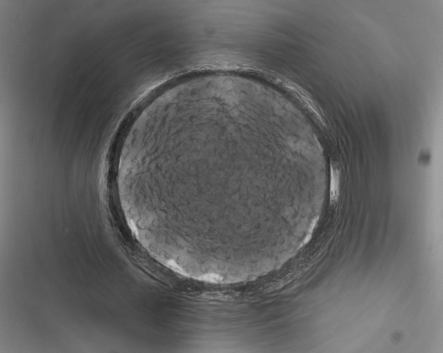 X0000116280627201001111036