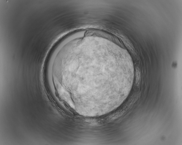 X0000116280628201001111036