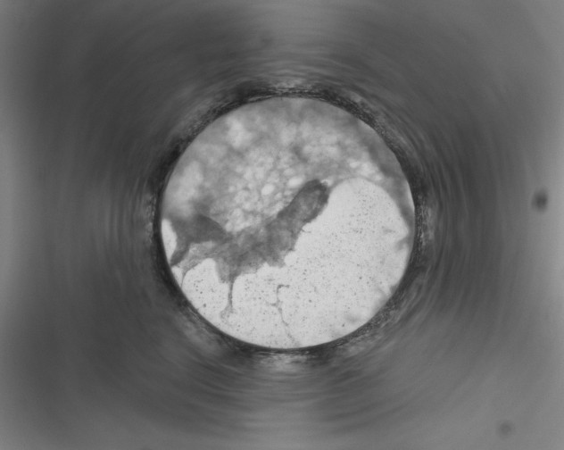 X0000116280664201001111036