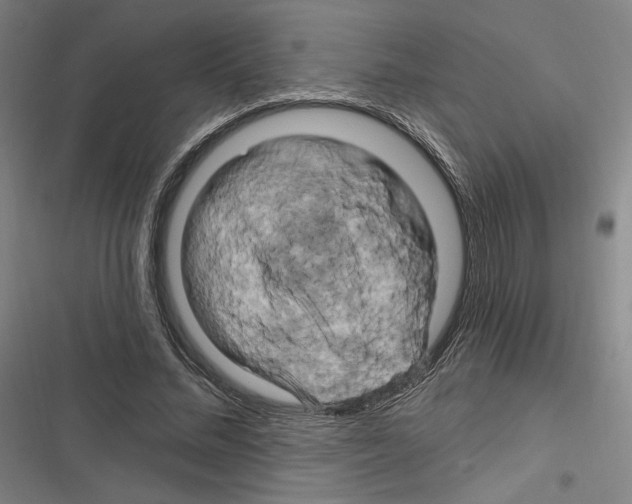 X0000116280684201001111036