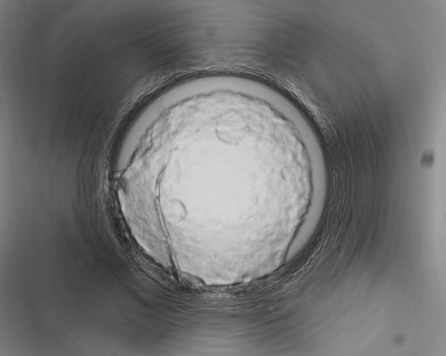 X0000116280685201001111036