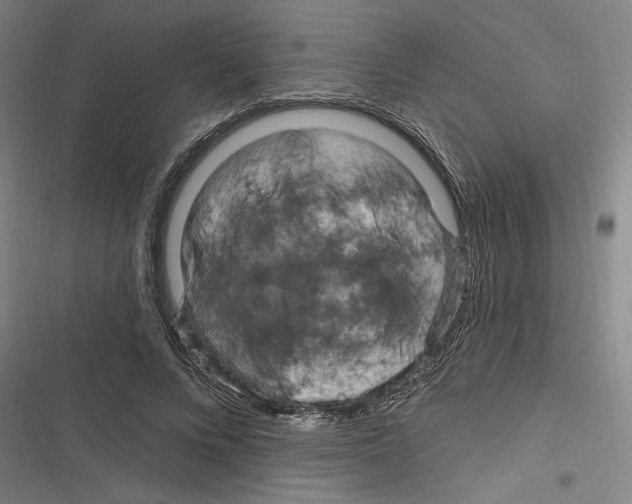 X0000116280688201001111036