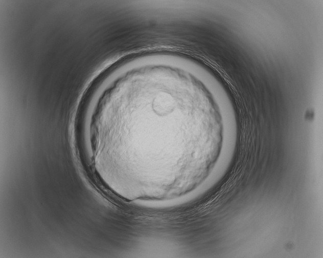 X0000116280726201001111035