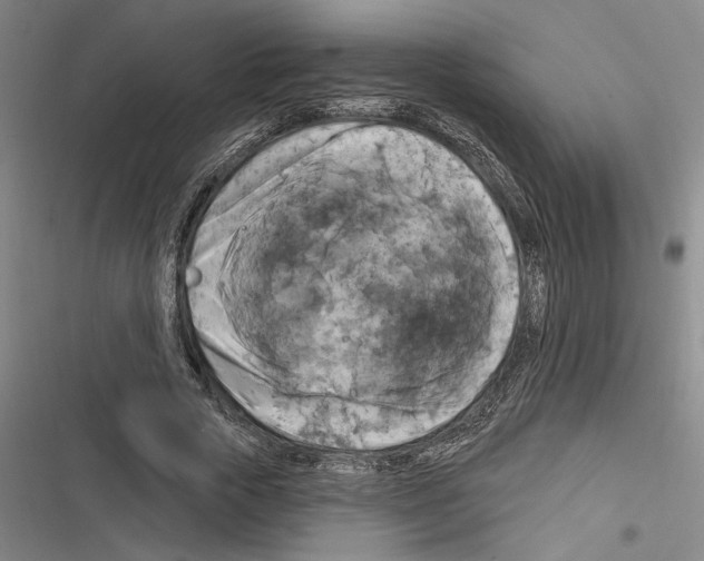 X0000116280729201001111035