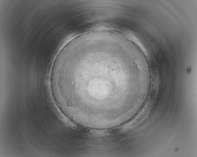 X0000116280810201001111034