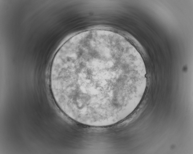 X0000116280860201001111034