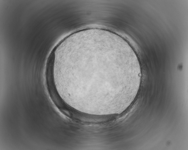 X0000116280902201001111033