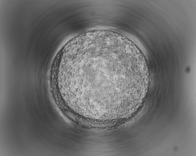 X0000116280906201001111033