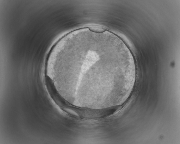 X0000116280910201001111033