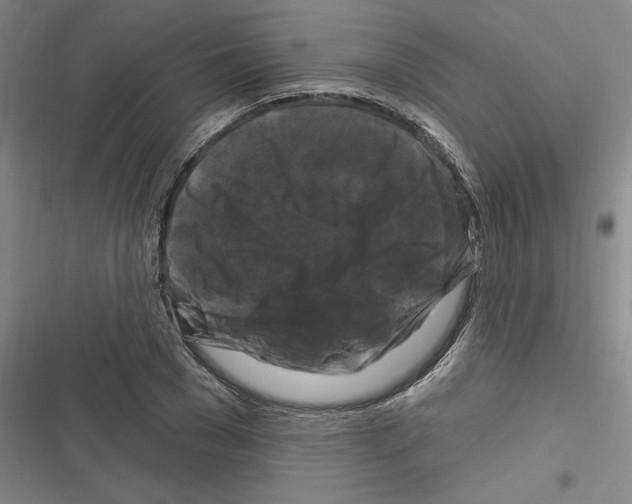 X0000116280977201001111032