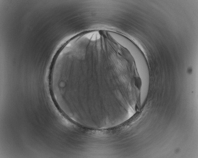 X0000116280995201001111031