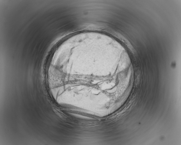 X0000116281027201001111031