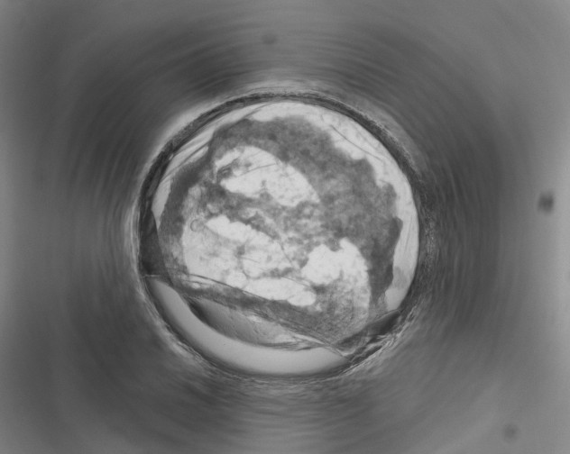X0000116281030201001111031