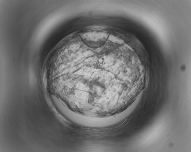X0000116281054201001111031