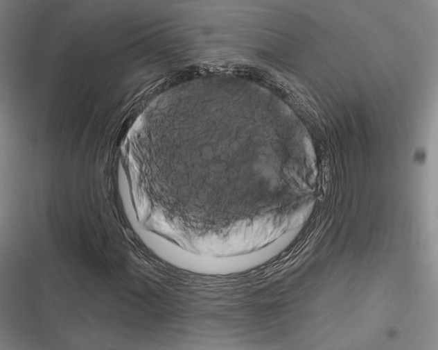 X0000116281060201001111030