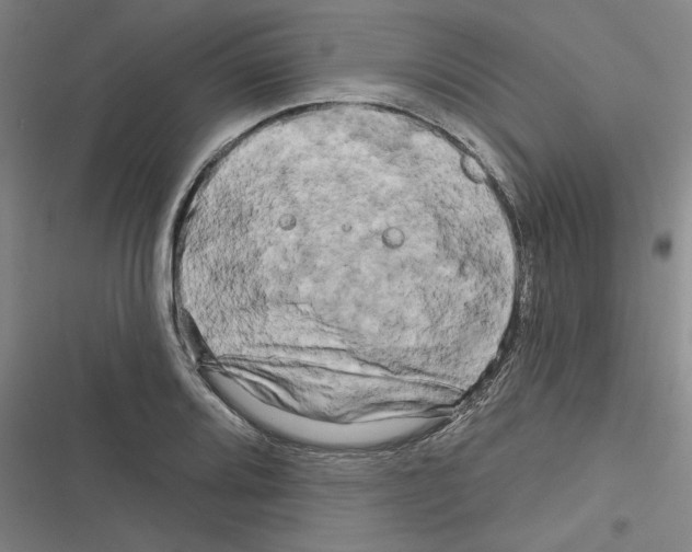 X0000116281080201001111030