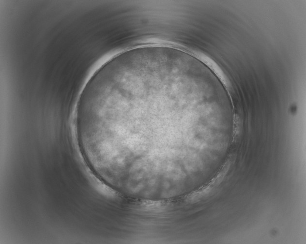 X0000116281098201001111030