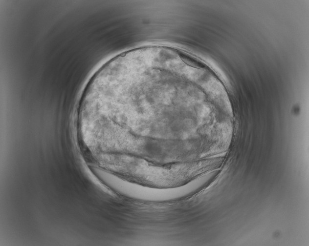X0000116281100201001111030