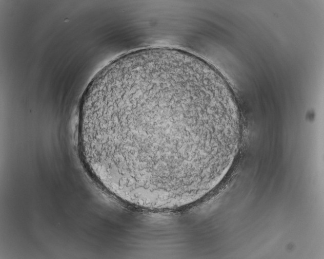 X0000116281126201001111030