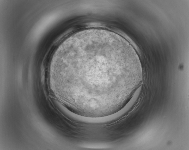 X0000116281151201001111030