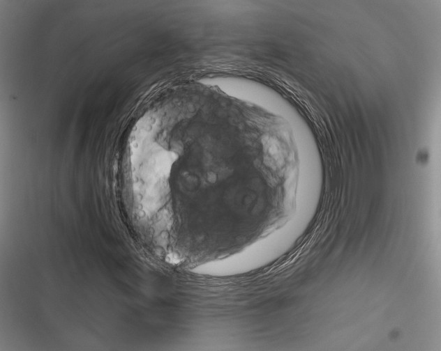 X0000116281155201001111029