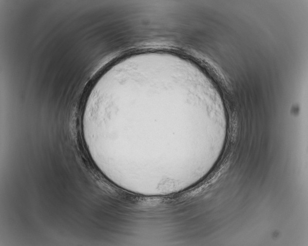 X0000116281162201001111029