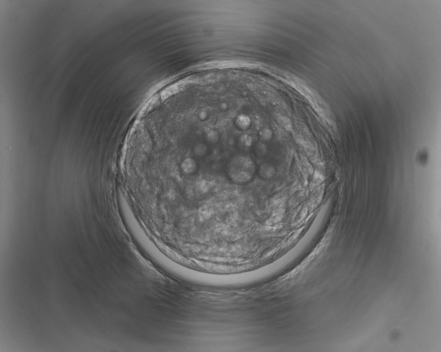 X0000116281185201001111029
