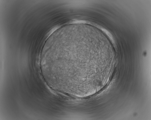 X0000116281193201001111029
