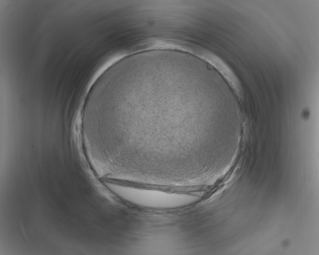 X0000116281198201001111029