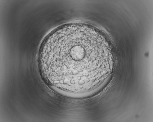 X0000116281216201001111028