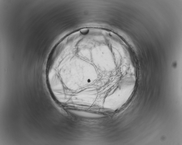 X0000116281237201001111028