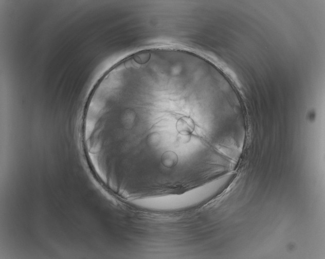 X0000116281239201001111028