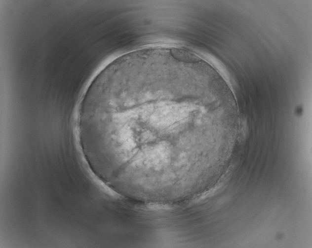 X0000116281243201001111029