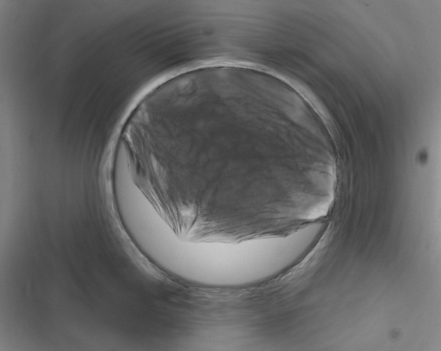 X0000116281246201001111029