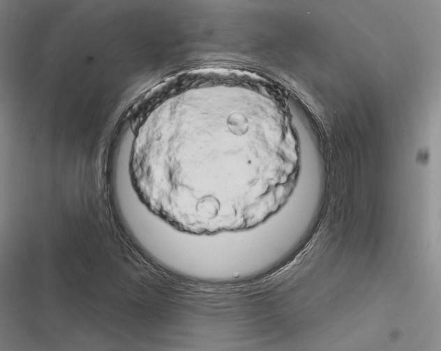 X0000116281261201001111028