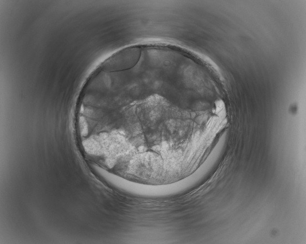 X0000116281279201001111028