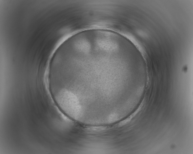 X0000116281294201001111027