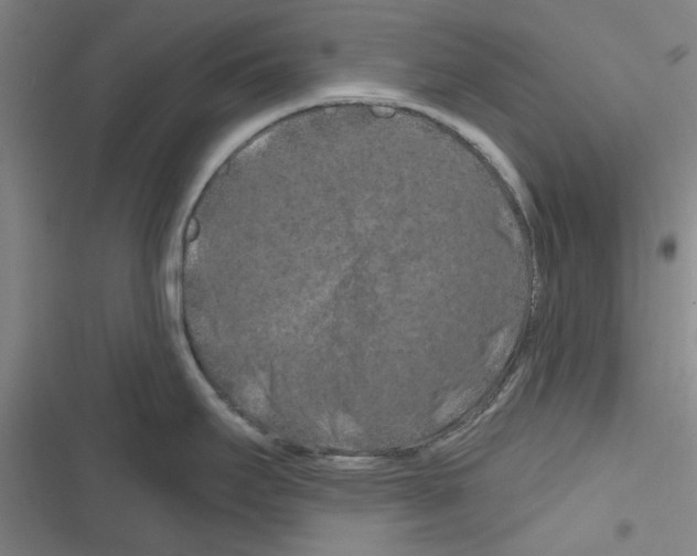 X0000116281295201001111027