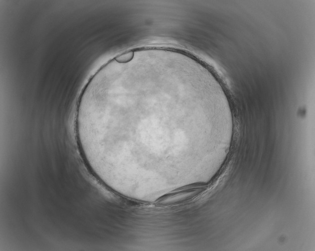 X0000116281374201001111026