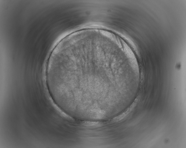 X0000116281382201001111026