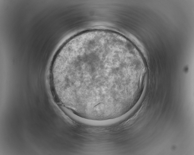 X0000116281384201001111026