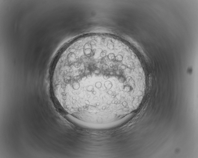 X0000116281408201001111026